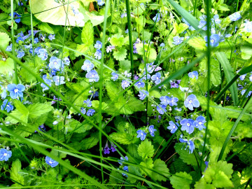 голубые цветочки в зеленой траве, весна скачать 4К обои 4000х3000