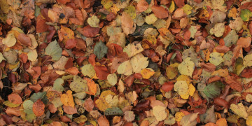 опавшие листья на земле, осенняя текстура