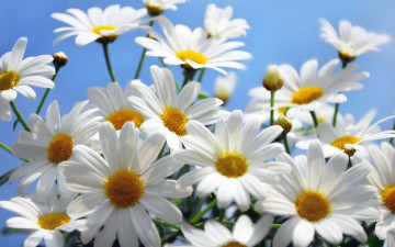цветы, белые ромашки, букет, очень красивые обои, Flowers, white daisies, bouquet, very beautiful wallpaper