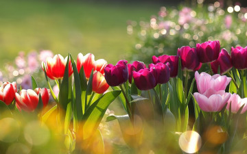 тюльпаны разные, весенние цветы, красивые обои, Tulips early, spring flowers, beautiful wallpaper