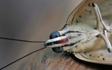 Бабочка, мотылек, лапки, усики, глазки, макро, отличное фото, butterfly, legs, antennae, eyes, close-up, excellent photo
