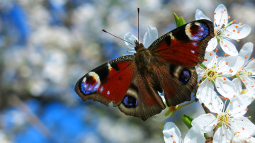 бабочка павлиноглазка на цветущей ветке вишни, весна, макро, насекомое на рабочий стол, 3840х2160 4К обои