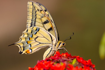 Бабочка махаон на цветке крупным планом
