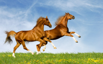 кони скачущие, трава, небо, животные, Horses jumping, grass, sky, animals