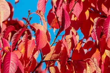 Фото бесплатно ветви, алый, листья, голубое небо