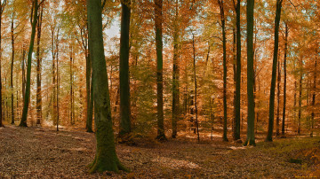 Фото бесплатно осень, солнце, листопад, лес, природа