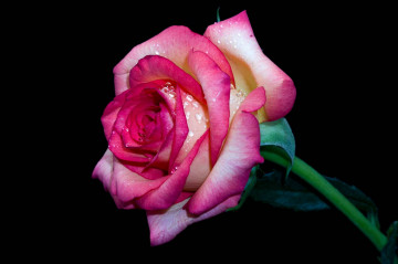 Фото бесплатно черный фон, флора, капли дождя, роза, цветок, розовая роза