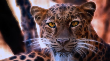 Фото бесплатно леопард, животные, большие дикие кошки, 3840х2160 4к обои