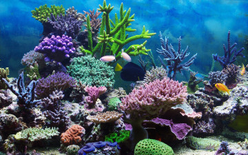 2560х1600, подводный мир, дно моря, кораллы, морская живность, Красное море, the underwater world, the bottom of the sea, corals, marine life, the Red Sea
