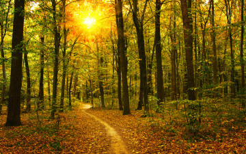 Фото бесплатно тропа, осень, лес, лучи солнца