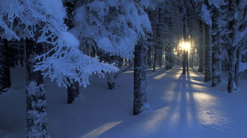 зимний лес, снег, иней, лучи солнца