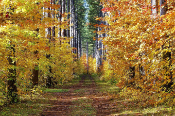 Фото бесплатно пейзаж, осень, осенний лес, тропинка