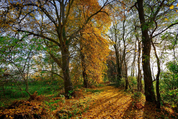 Фото бесплатно осенний лес, природа, осень, пейзаж