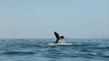 хвост кита в океане
