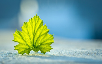 Фото бесплатно лист, зеленый, минимализм, синий фон