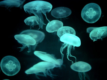лунные медузы, подводный мир, обои HD, заставки на экран, moon jellyfish underwater world, HD wallpaper, screen saver on your screen