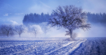 Обои на рабочий стол природа, деревья, снег, зима, пейзаж, поле, иней
