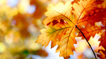 осень, желтый лист, макро, красивые обои на рабочий стол
