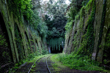 Фото бесплатно среда обитания, туннель, джунгли, железная дорога, природа