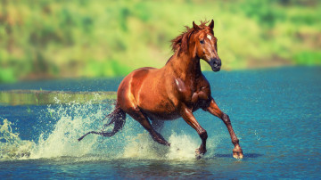 бегущая лошадь по воде, водоем, животные