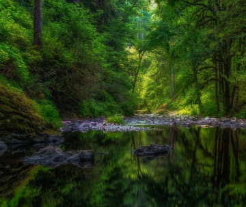 Красивые фотографии на тему водоём, деревья, отражение в воде, зелень, джунгли, природа