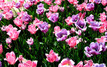 3840х2400 4к розовые тюльпаны весна цветы