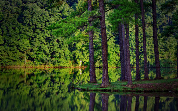 प्रकृति, जंगल, तालाब, पानी, परिदृश्य, सुंदर वॉलपेपर में प्रतिबिंब, природа, лес, водоем, отражение в воде, пейзаж, красивые обои, nature, forest, pond, reflection in water, landscape, beautiful wallpaper