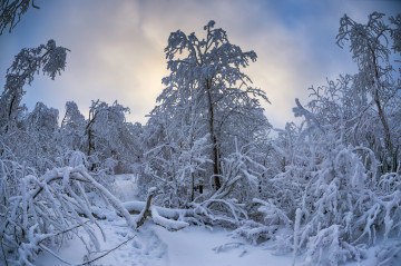 Фото бесплатно пейзажи, деревья, зимний лес, иней, снег, деревья, мороз