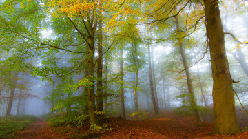 Фото бесплатно пейзаж, туман, опавшие листья, лес, осень