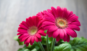 Фото бесплатно маргаритка, розовый, семейство маргариток, букет, цветы