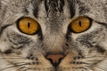 Фото бесплатно американская короткошерстная, морда, кошка