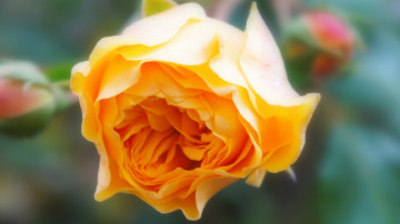 желтая роза, цветок, бутон, обои, yellow rose, flower, bud, wallpaper
