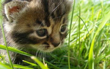 котенок, мордочка, трава, домашние животные, Kitten, muzzle, grass, pets