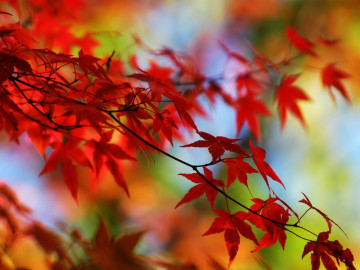 осень, красные листья, клён, ветка, заставка на экран, autumn, red leaves, maple, branch, screen saver on screen