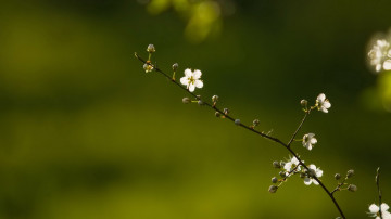 цветущая веточка, весна, минимализм, Flowering branch, spring, minimalism