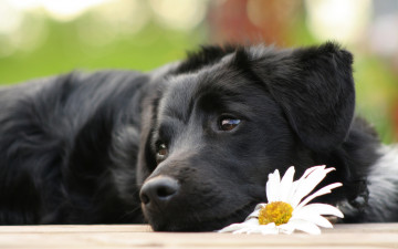 щенок с ромашкой, черный, пес, цветок, собака