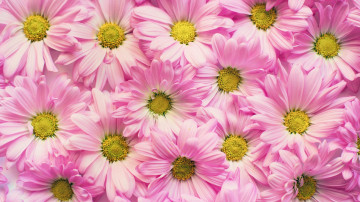 розовые хризантемы, цветы, букет, цветочная текстура, обои 2560х1440