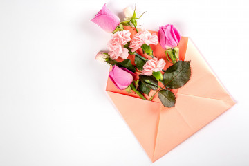 Фото бесплатно цветы, конверт, роза, розы в конверте на белом фоне