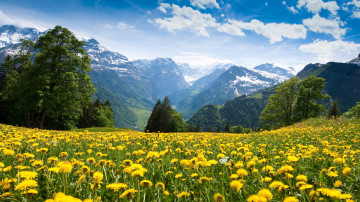 поле одуванчиков, весна, небо, горы, деревья, великолепные обои, Field of dandelions, spring, sky, mountains, trees, beautiful wallpaper