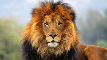 Фото бесплатно lion, лев, взгляд