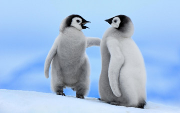 пингвины детеныши, снег, зима, животные обои, скачать, Young penguins, snow, winter, animal wallpaper download