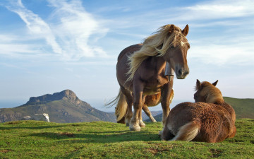 кони, животные, трава, горы, небо, фото, Horses, animals, grass, mountains, sky, photo