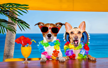 смешные, креативные обои, собаки в нарядах, коктейль, море, экзотика, курорт, пляж, карнавальные наряды