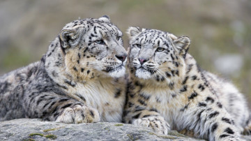 пара белых леопардов, дикие животные, большие кошки, звери, 3840х2160 4к обои