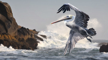 пеликан, птица в полёте, прибой, море, скалы, крылья, 3840х2160 4к обои
