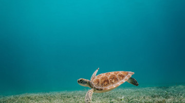 морская черепаха, морское дно, глубина, море, черепаха, 3840х2160, 4к обои