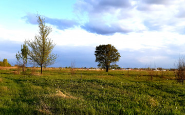 природа, поле, трава, деревья, весна, облака, 3840х2400, 4к обои