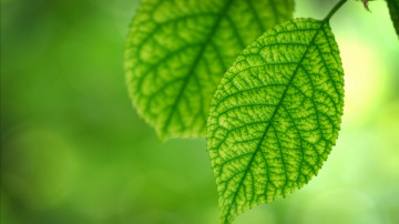 лист зеленый, макро, зеленый фон, весна, природа, яркие обои, Leaf green, macro, green background, spring, nature, bright wallpaper