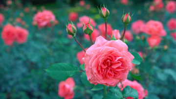 розовые розы, цветы, куст, бутоны