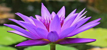 Фото бесплатно пурпурный цветок, синий, лилия